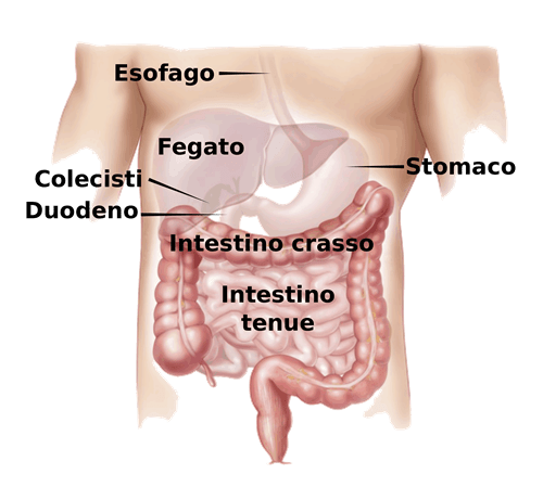 Chi come cresce sottile in gambe, ma non in un petto