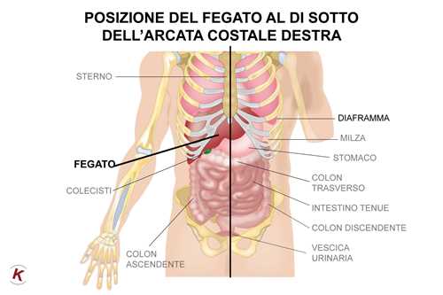 Sintomi del gattino morente da vermi