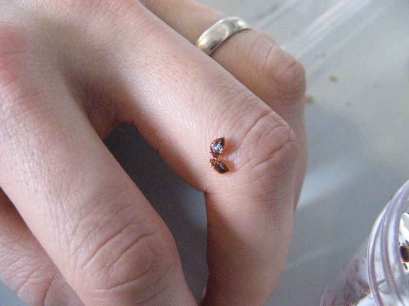 Come bere il carbonato di sodio contro parassiti