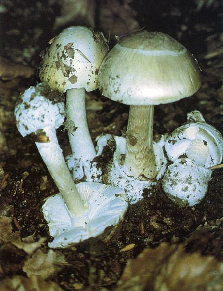 amanita falloide