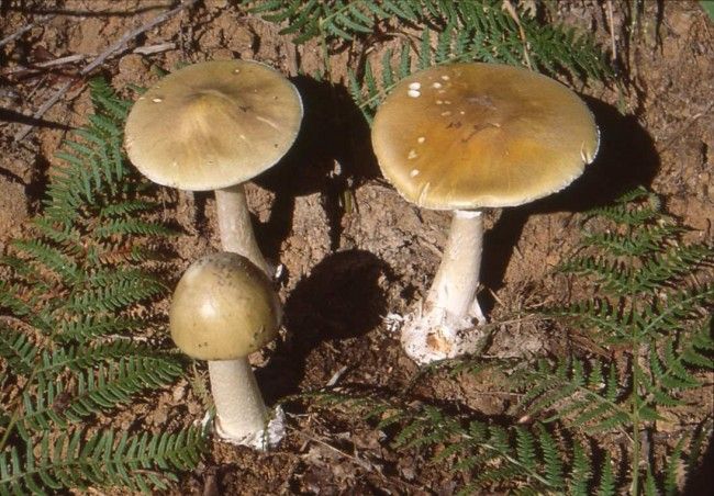 amanita falloide