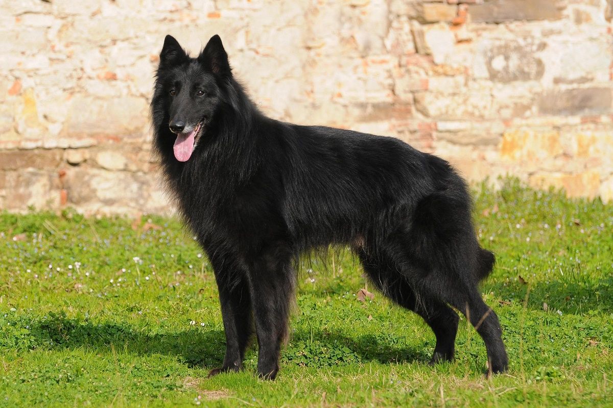 Pastore belga un cucciolone di razza molto versatile