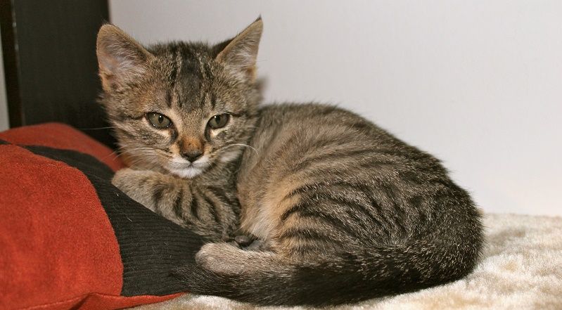 Chi e come psoriasi guarita sulla testa