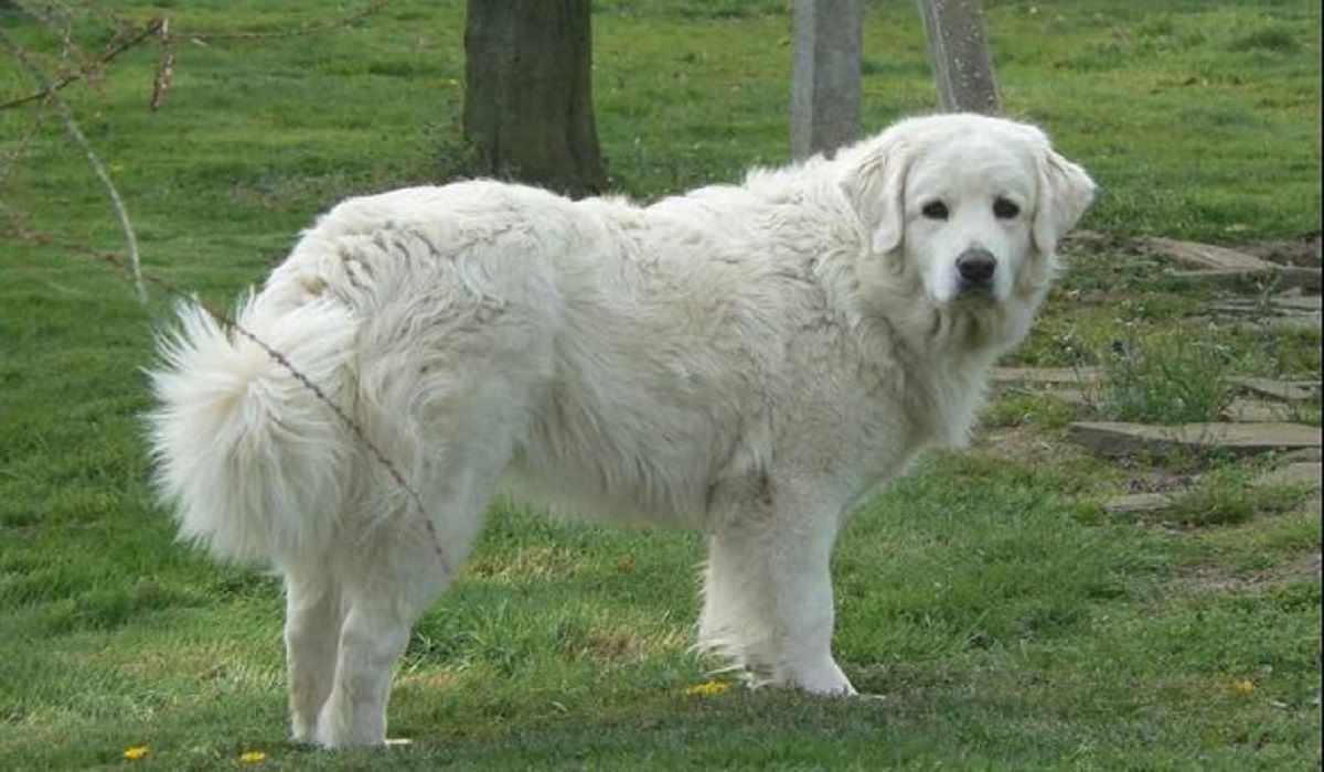 Cane da Montagna dei Pirenei storia e caratteristiche Cane da Montagna dei Pirenei storia e caratteristiche