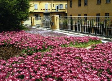 tappeto-di-mesembriantemo