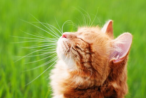 repellenti-caserecci-gatti