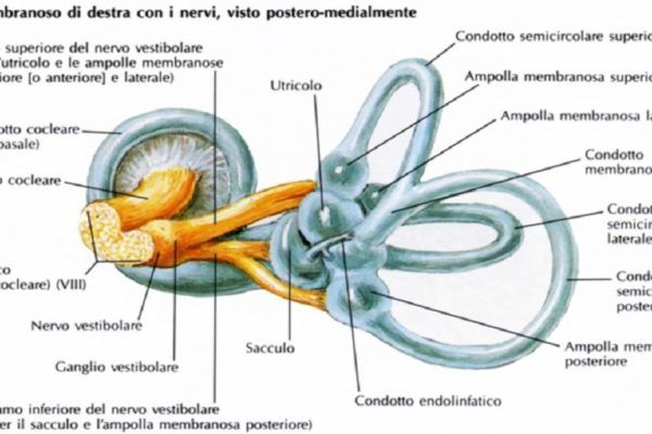otoliti