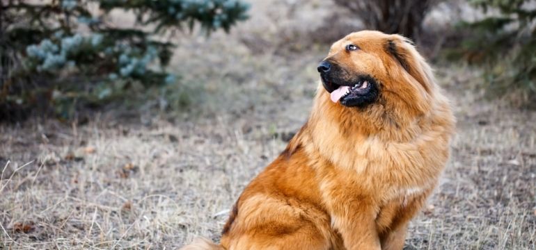 foto pastore tibetano