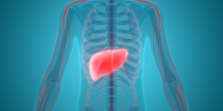 Dove Si Trova Il Fegato A Destra O A Sinistra Dove si trova il fegato nel corpo: qual'è e quali funzioni svolge?