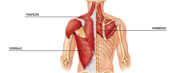 musculos_costas_IT