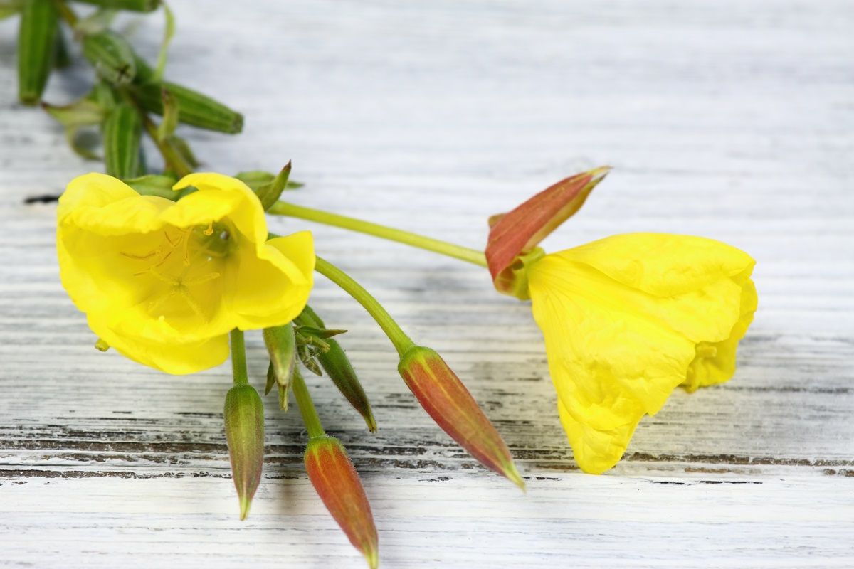 Olio di enotera: le sue proprietà