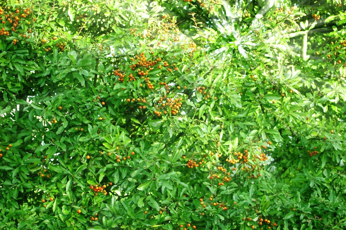 Olivello spinoso