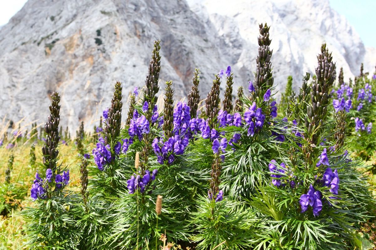 Aconitum Napellus pianta velenosa