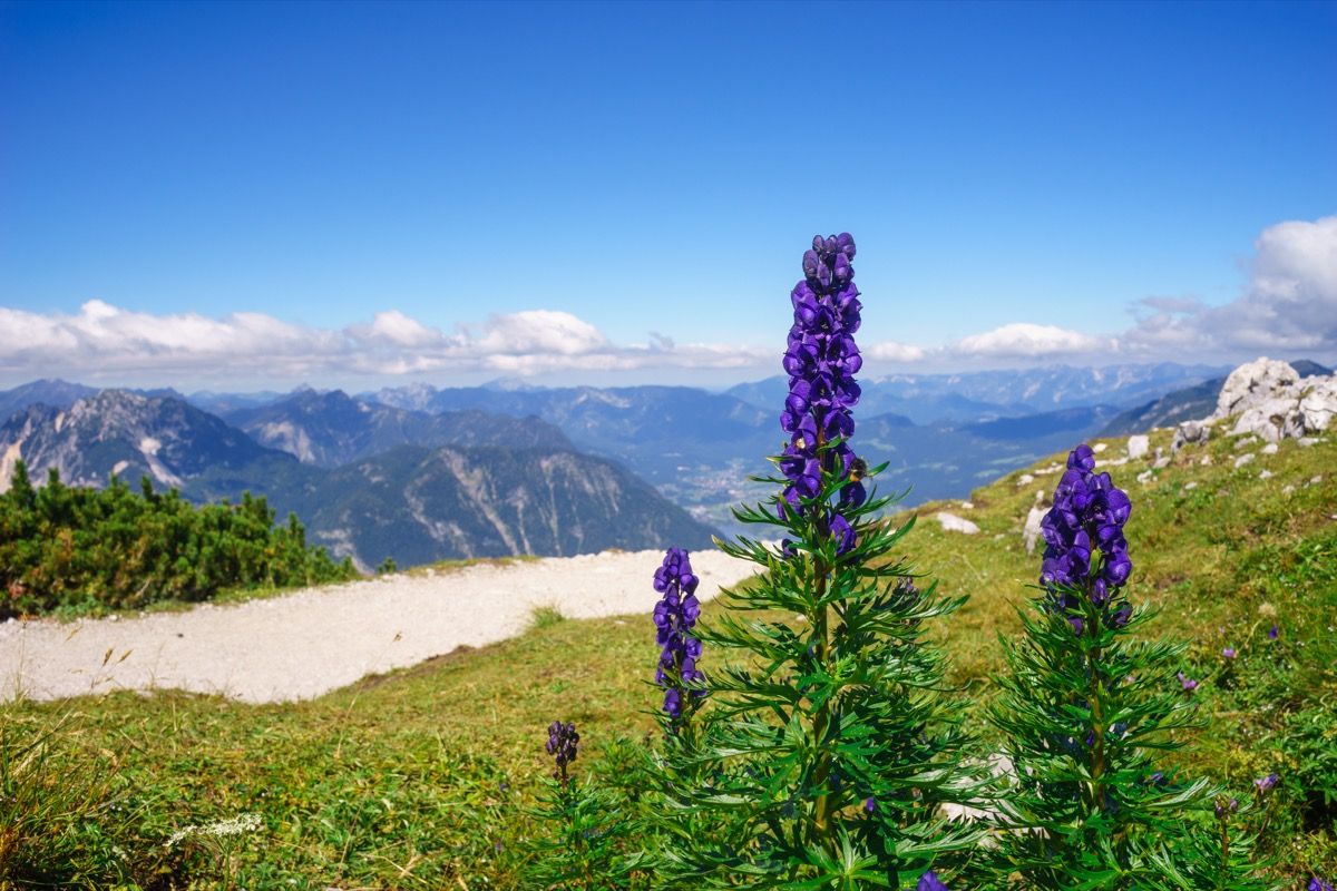 Aconitum Napellus