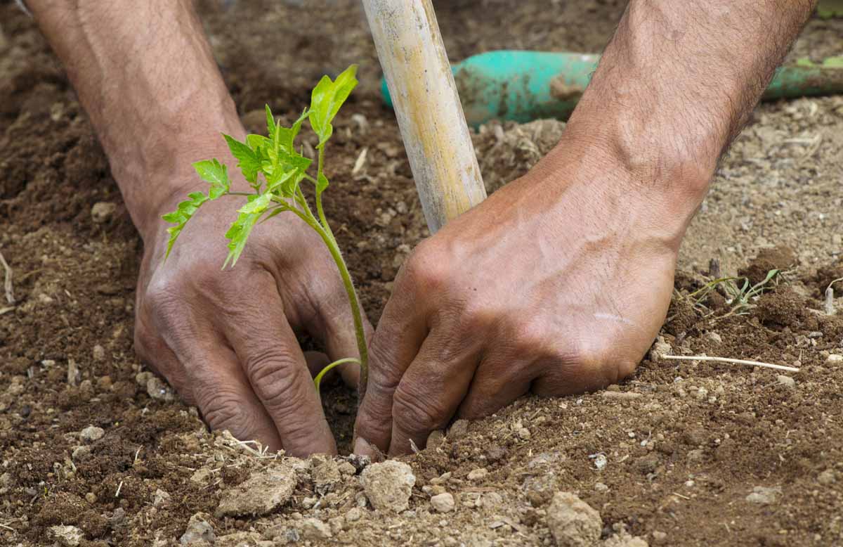 I prodotti dell’orto sinergico: dalla terra alla tavola