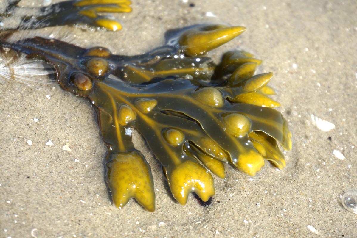 Fucus vesiculosus proprietà