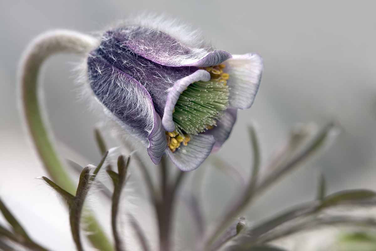 Come utilizzare la pulsatilla
