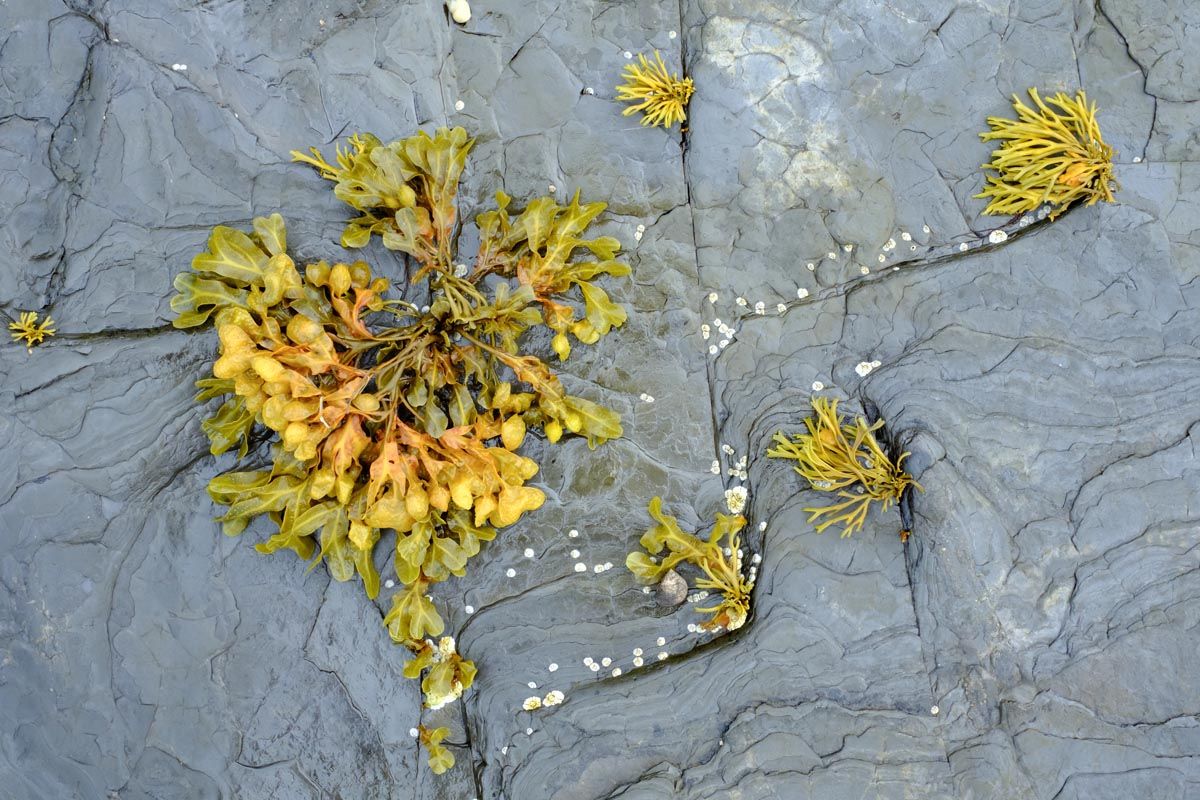 Fucus vesiculosus bruciore di stomaco