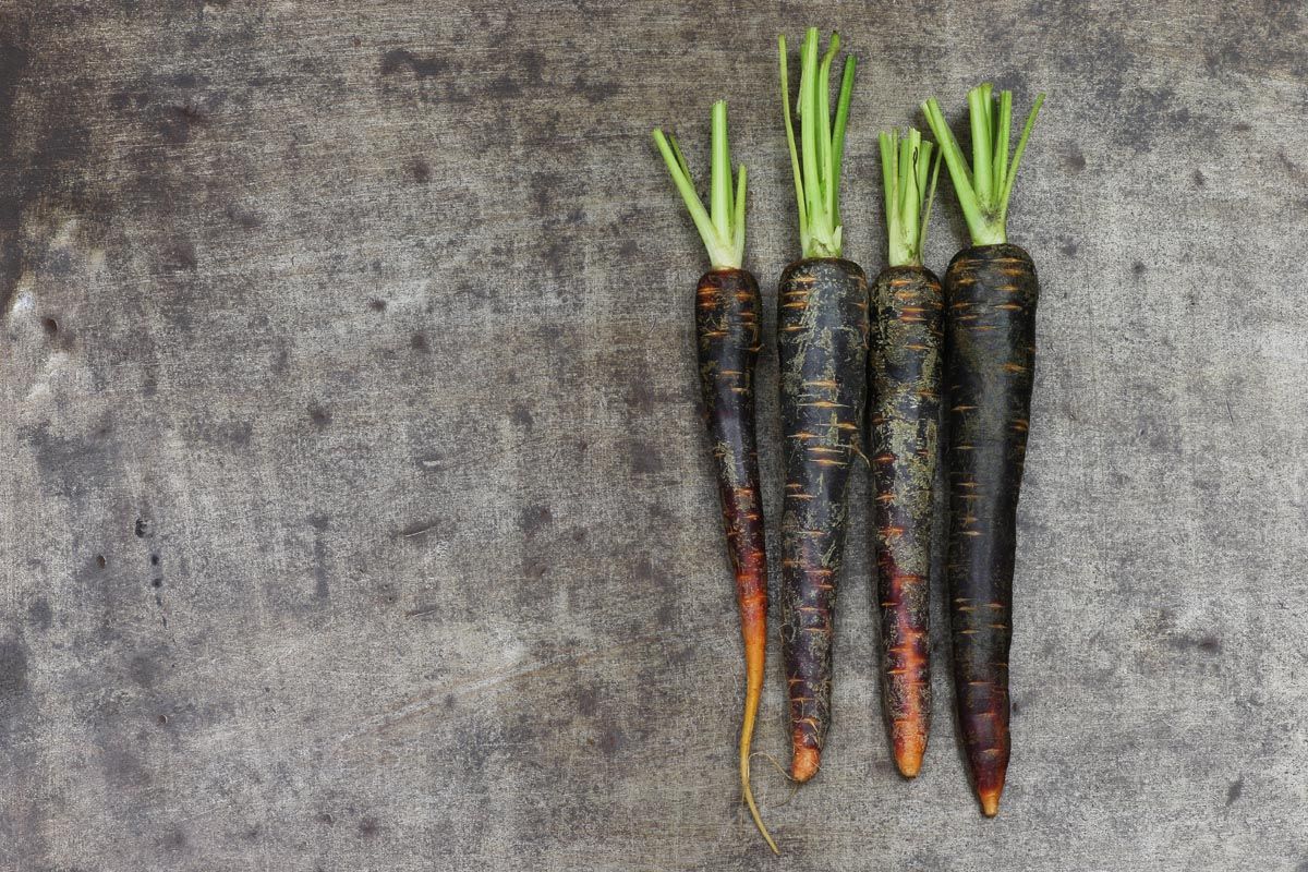 Carota nera ricette