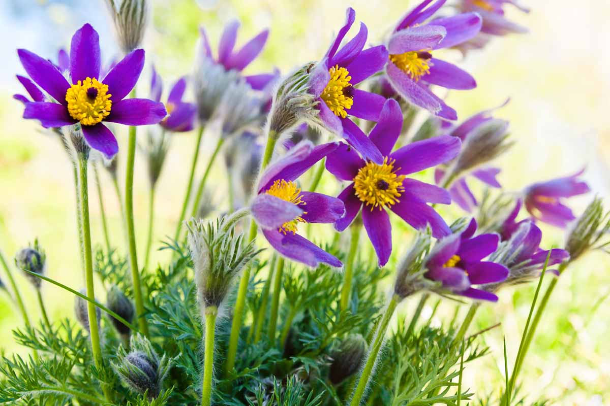 Le proprietà della pulsatilla
