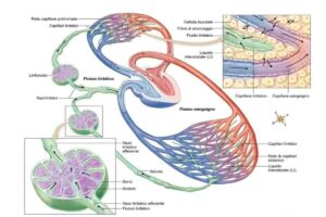 mappa cellule interstiziali