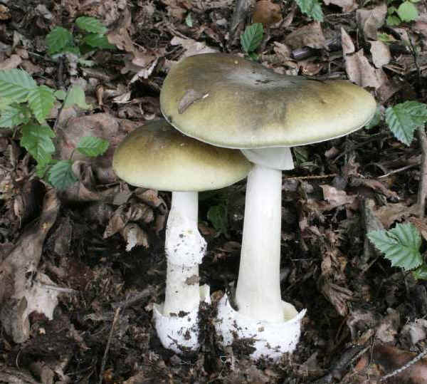 Amanita falloide
