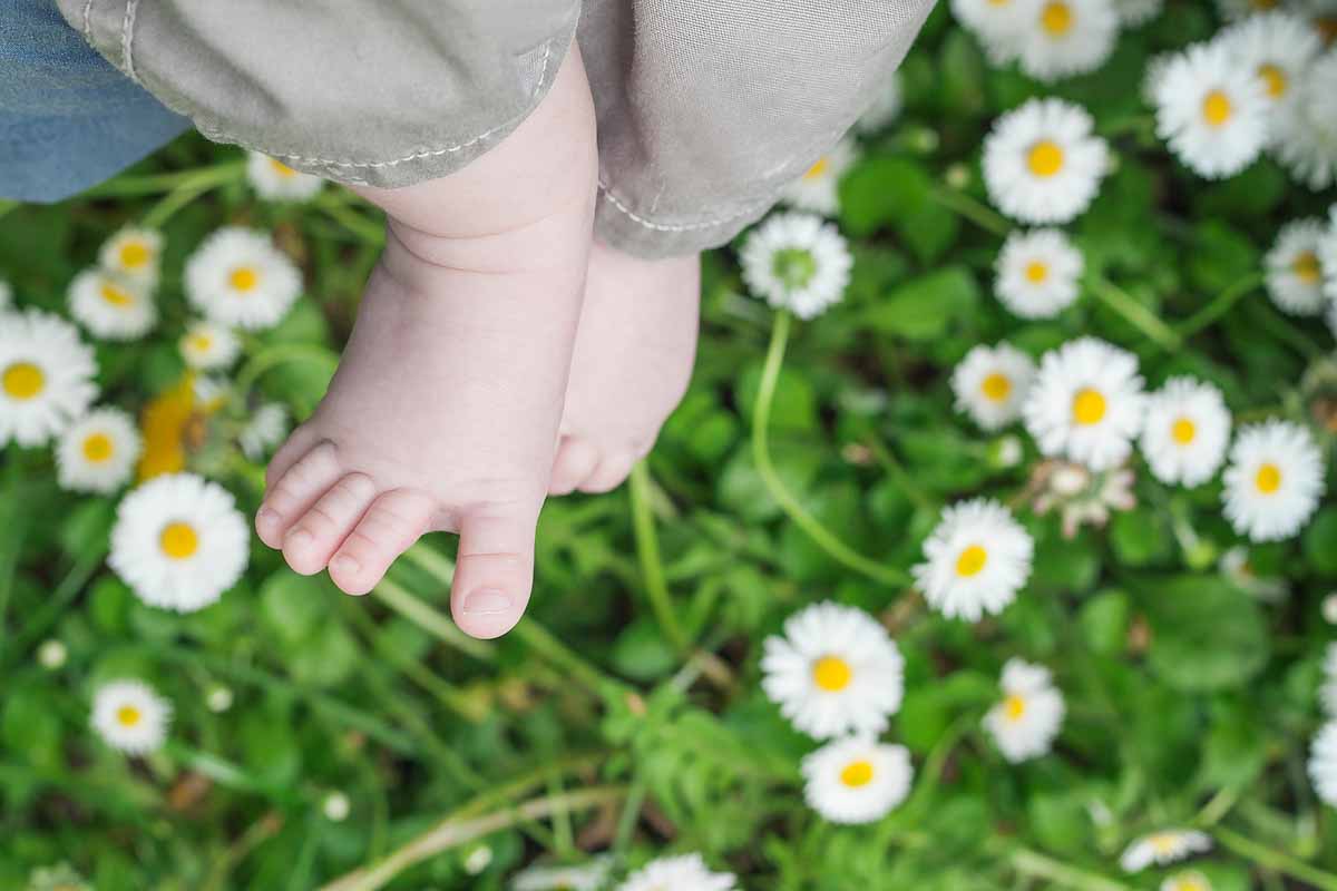 Camomilla neonati, perché fa bene? I benefici per la salute del bambino -  INRAN