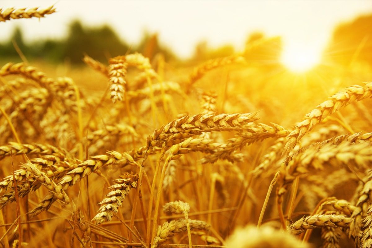 Caratteristiche Erba di grano