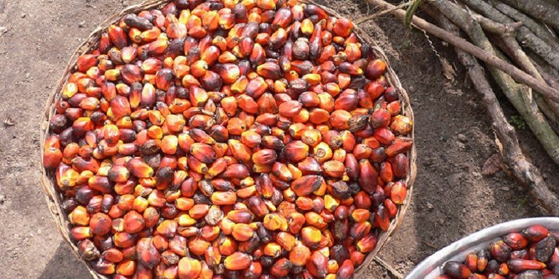 Olio di palma non idrogenato