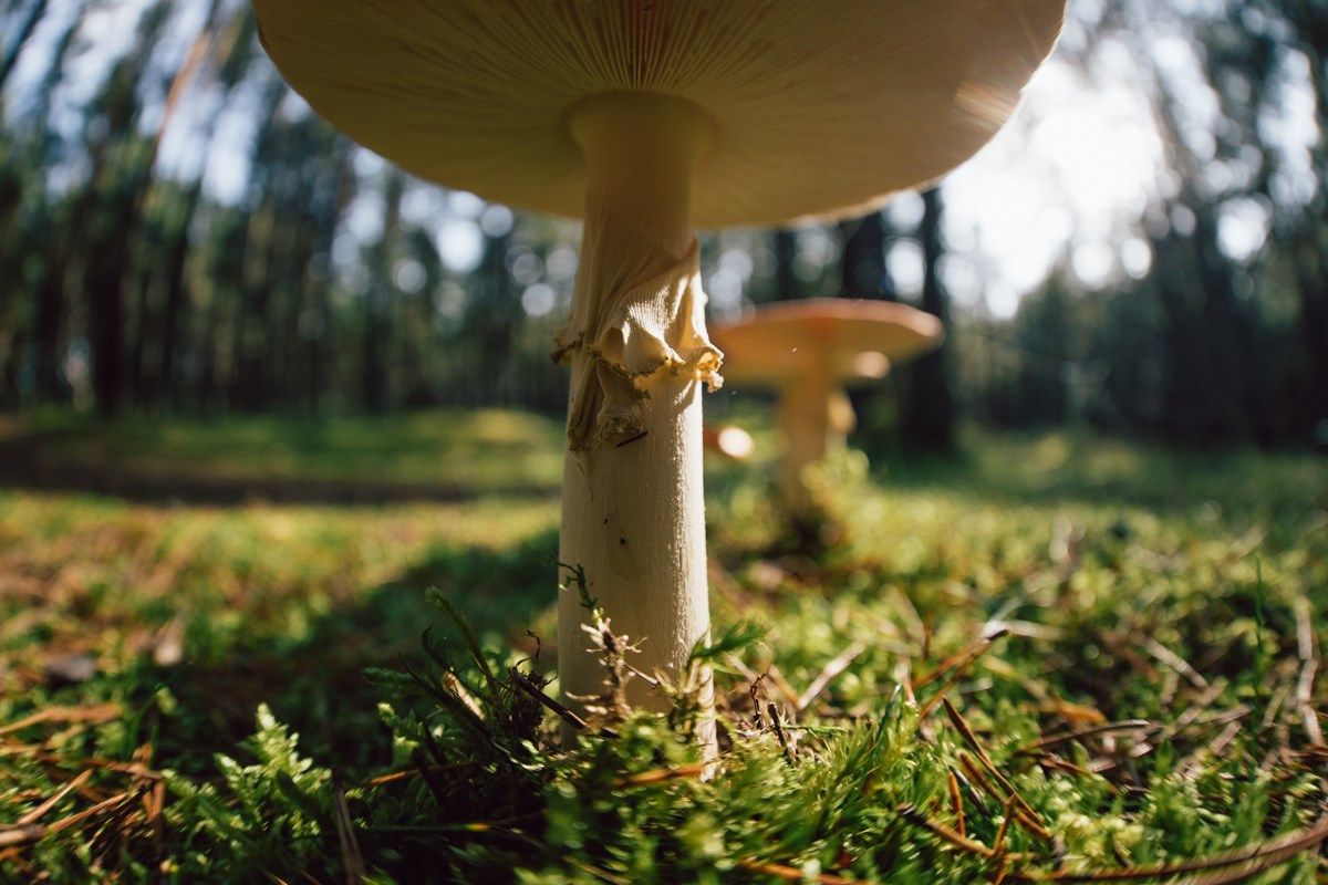 prorietà della amanita phalloides