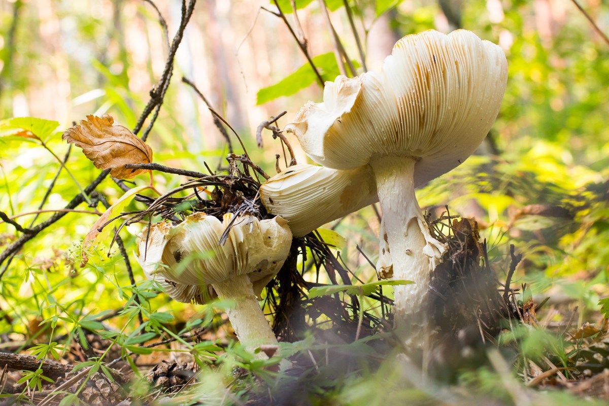 come si presenta in natura l'amanita phalloides