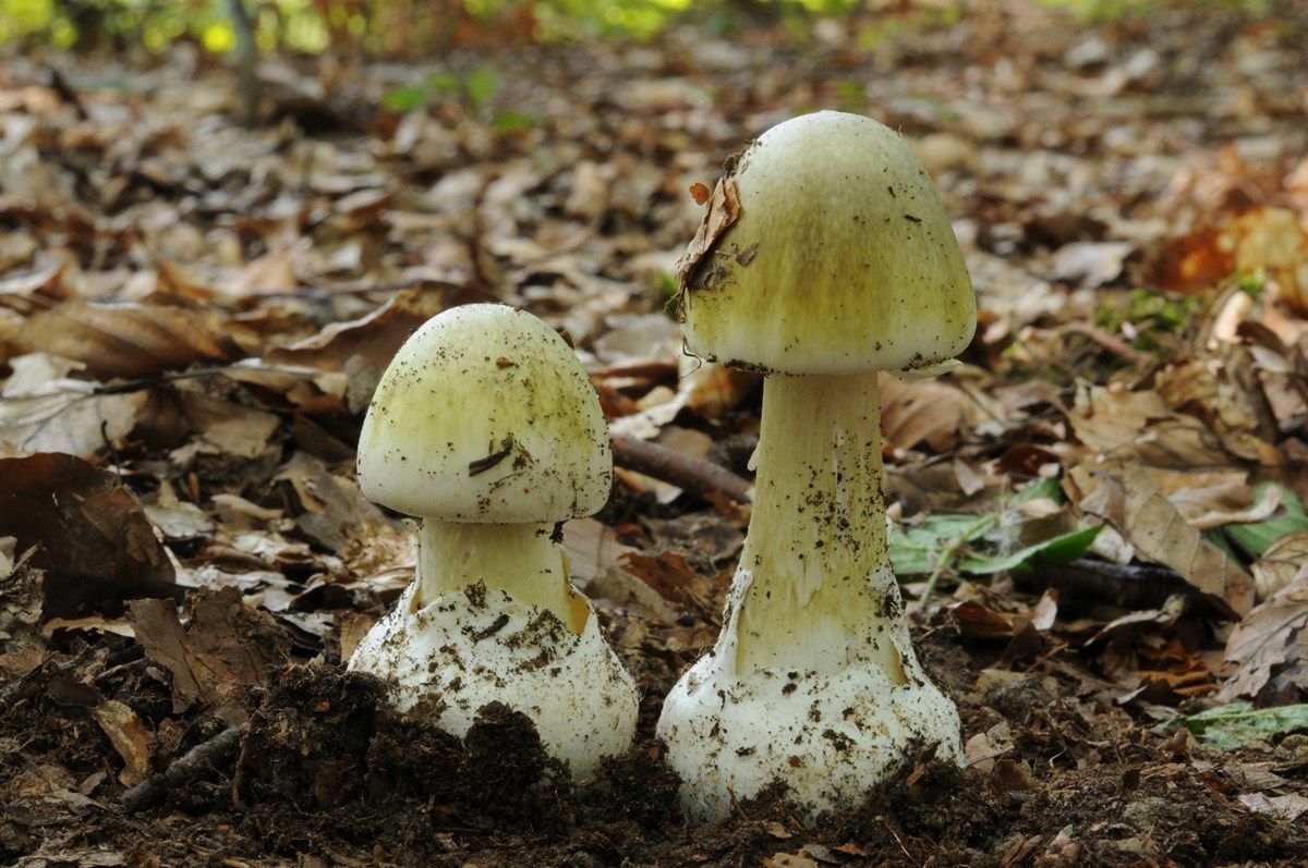 cos'è l'amanita phalloides