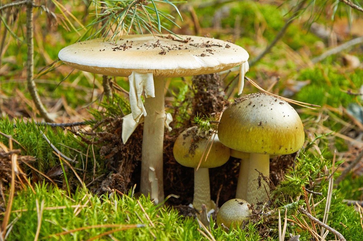 amanita phalloides è pericolosa