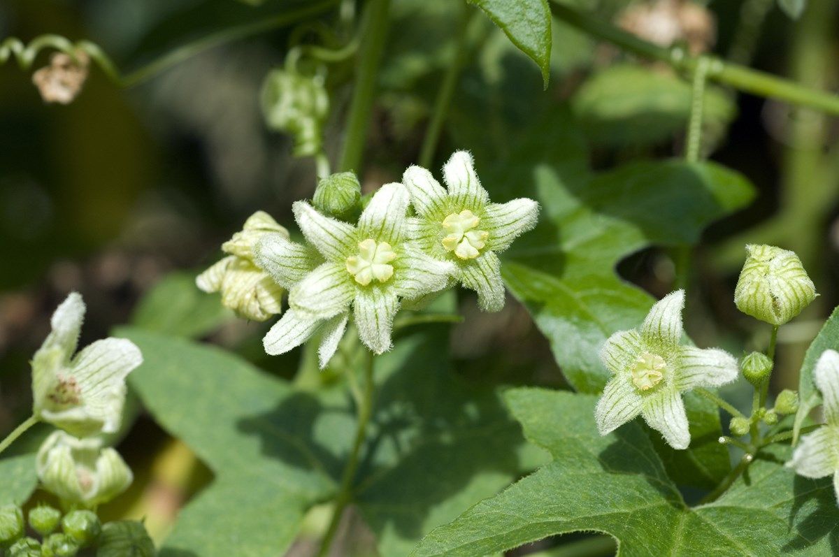 bryonia: dosaggio e controindicazioni