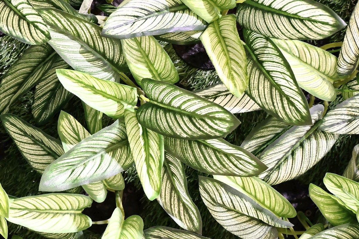 dieffenbachia: le varietà