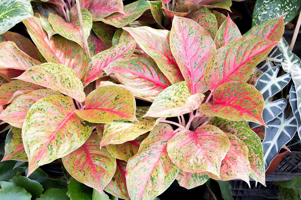 dieffenbachia (5) dieffenbachia