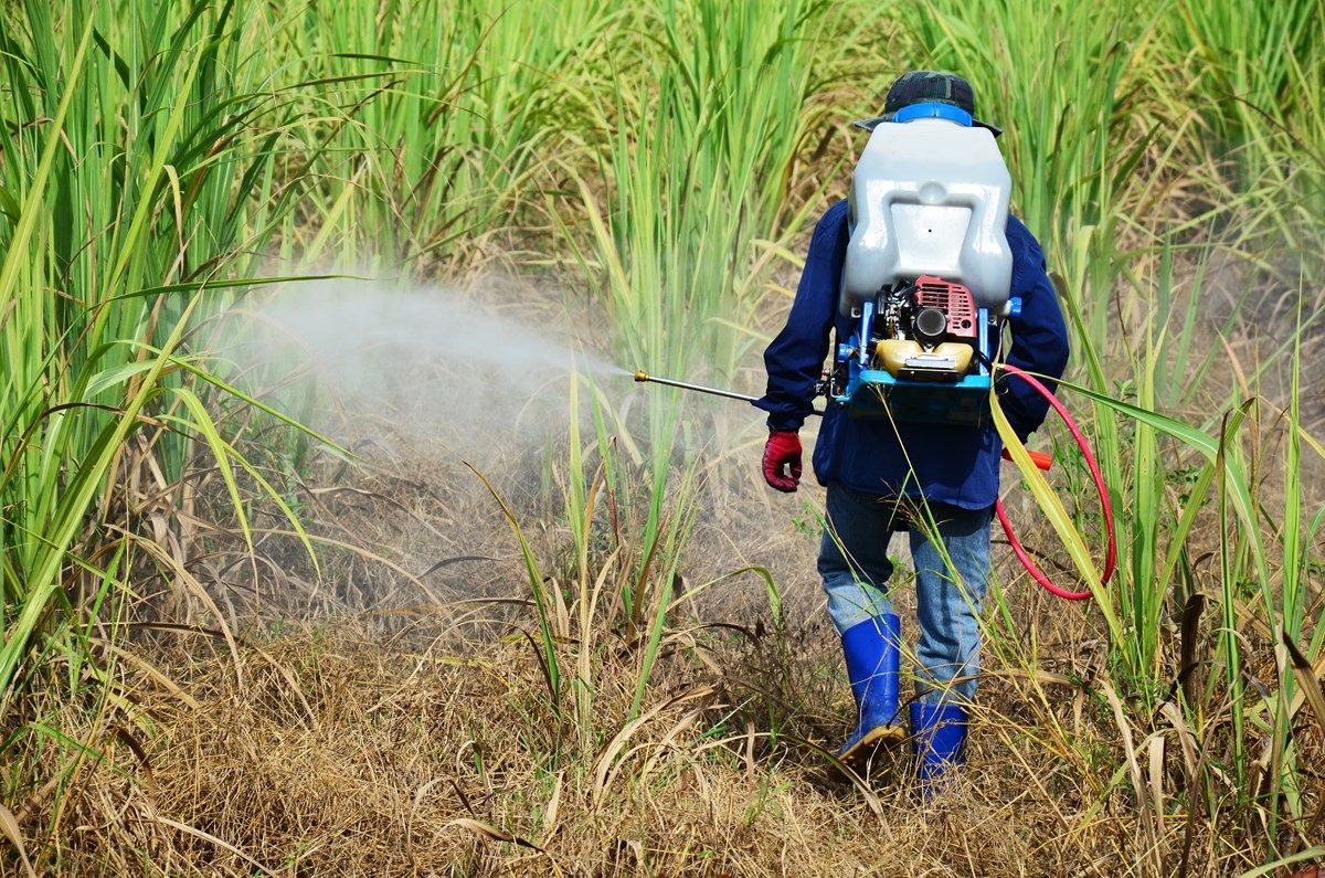 diserbante naturale: monossido di idrogeno o acqua bollente