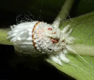 1pericerya_purchasi2