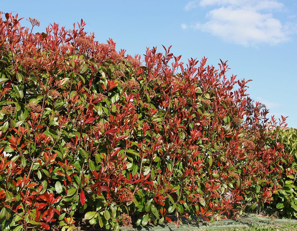 Le principali caratteristiche della photinia