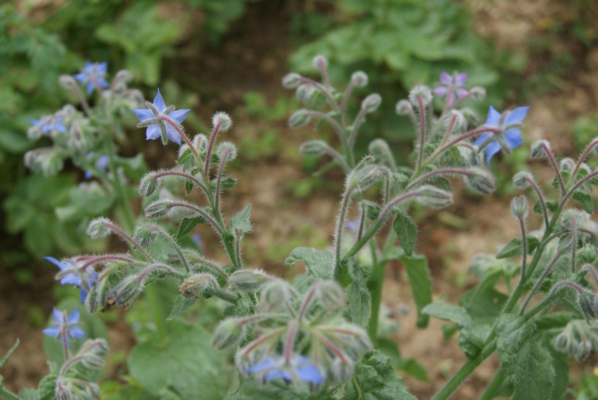 Le foglie dell’orniello: un ottimo infuso per la cura della calcolosi biliare