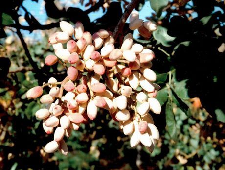 grappolopistacchi1