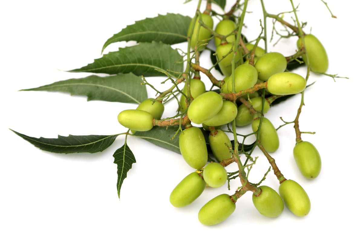 Olio di neem