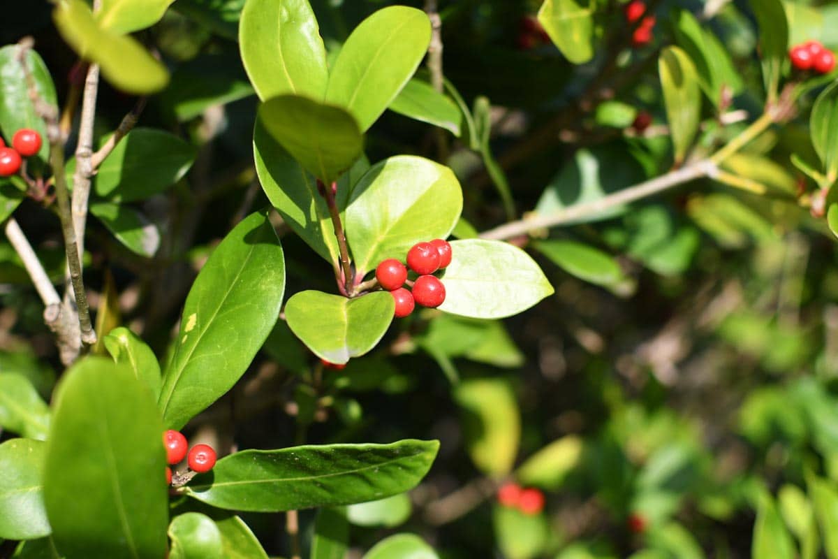 Uva ursina, impieghi comuni