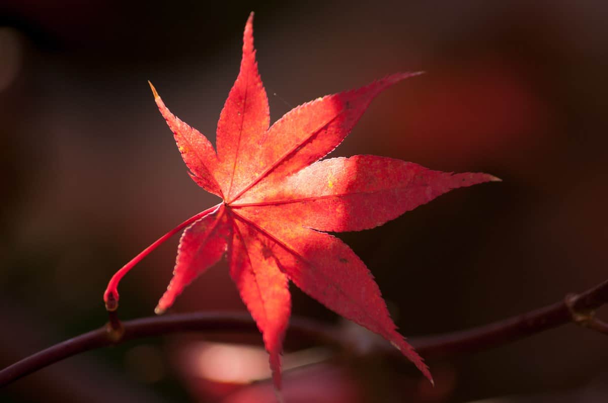 acero rosso