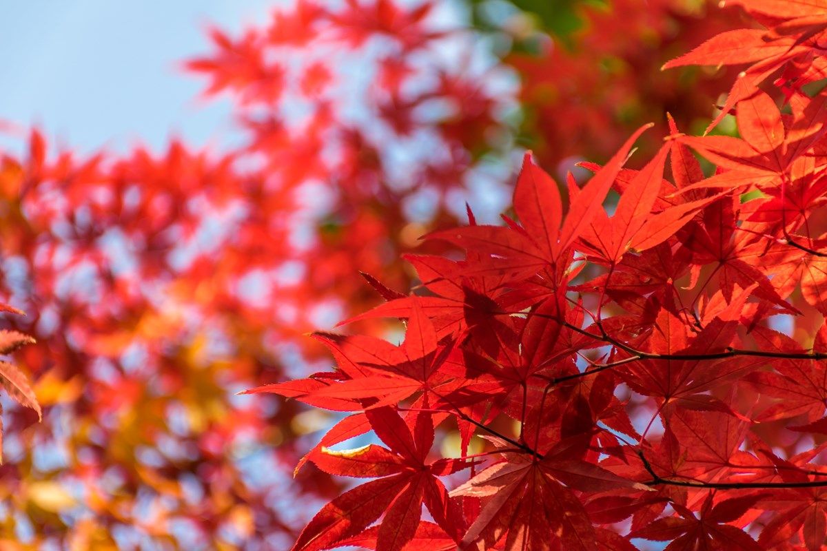 acero rosso: come sceglierlo