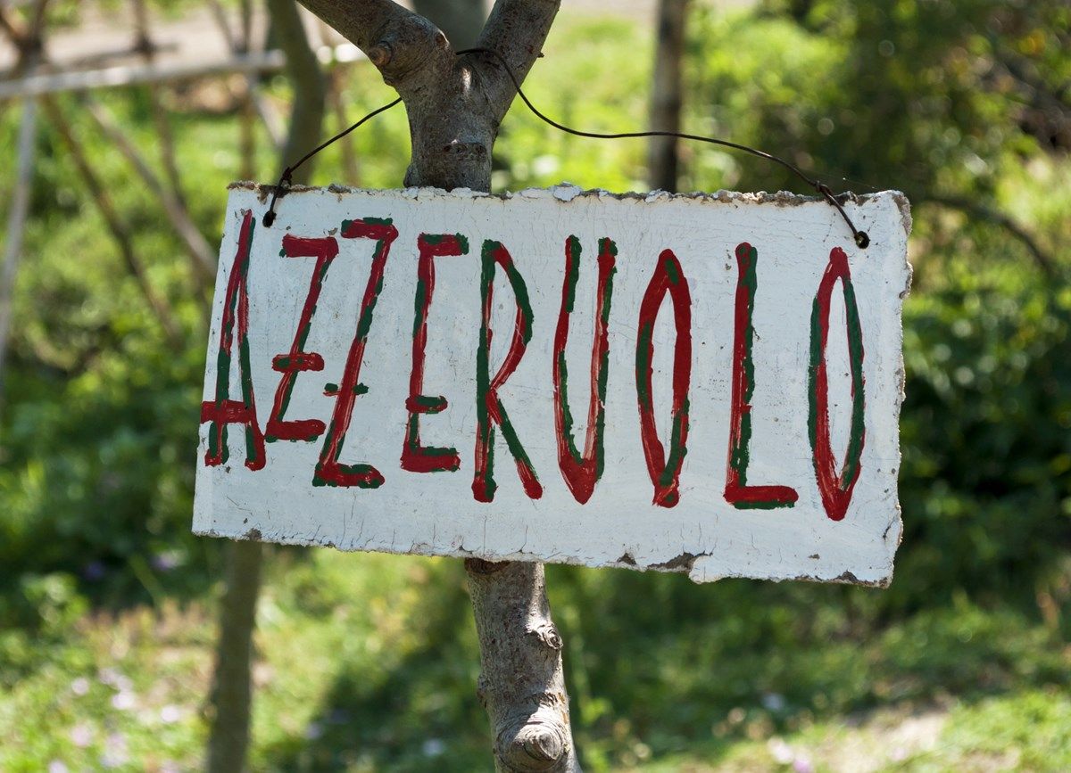 azzeruolo (1) azzeruolo