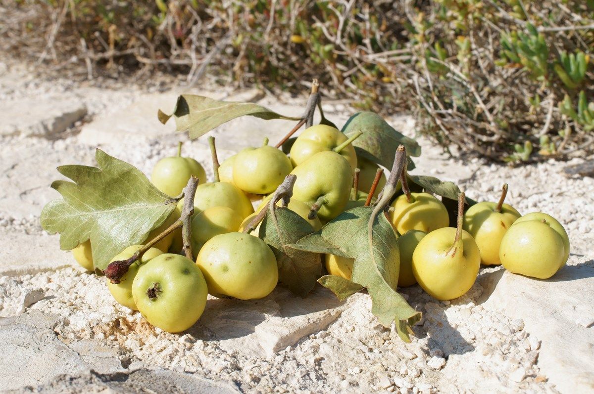 i frutti dell'azzeruolo