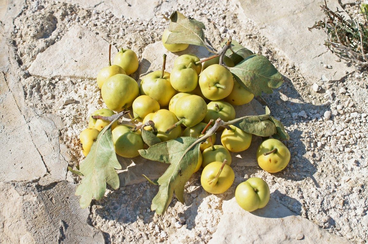 concimazione e potatura dell'azzeruolo