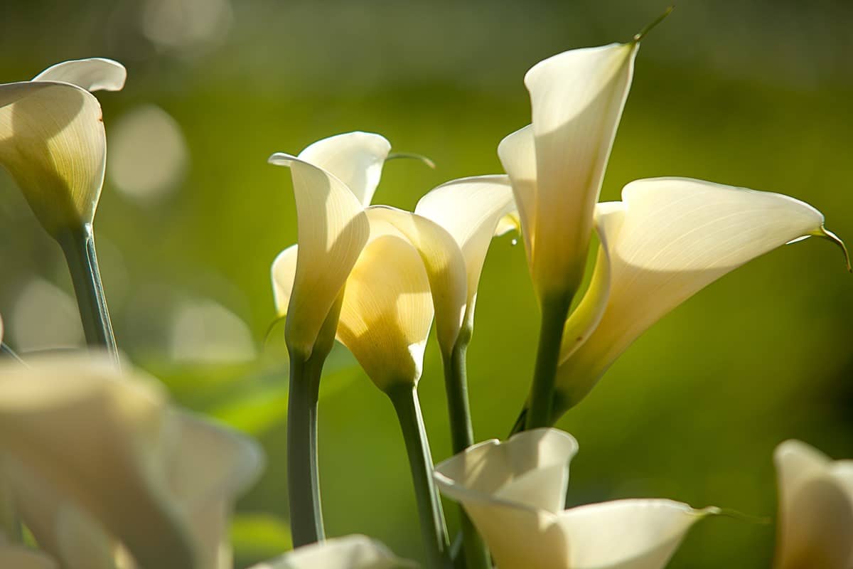 calla selvatica: dove piantarla