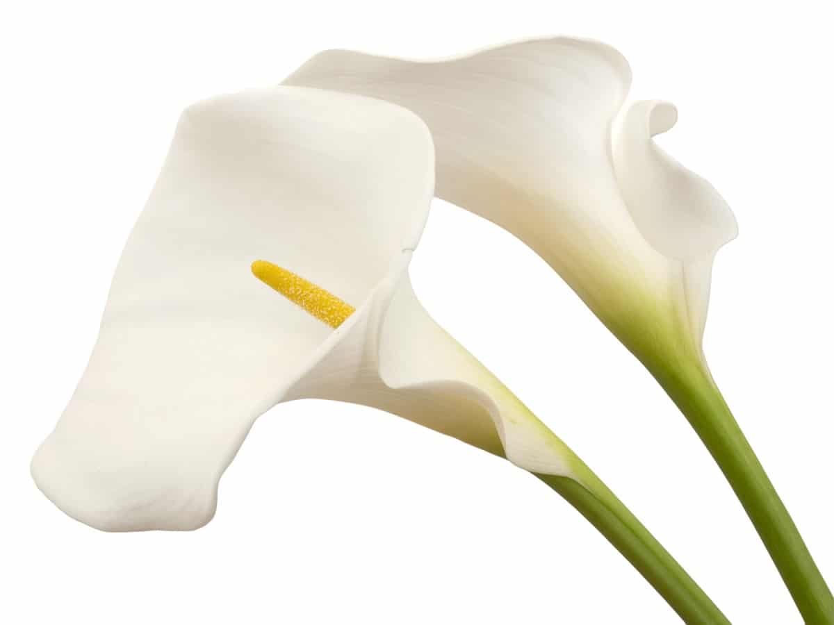 calla selvatica: la fioritura